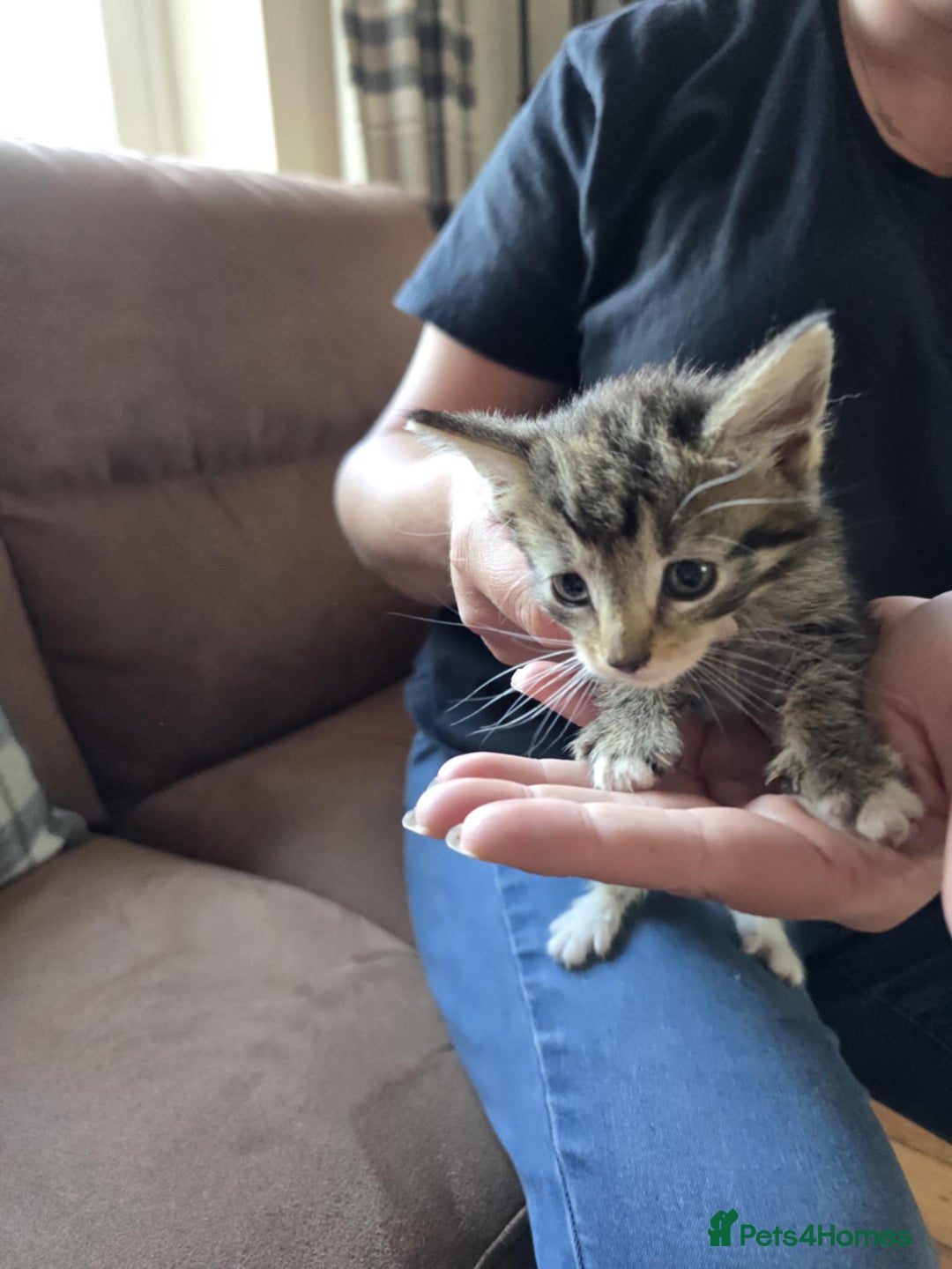 Maine Coon cats for sale: 6 Mainecoon X kittens for sale - Image 13