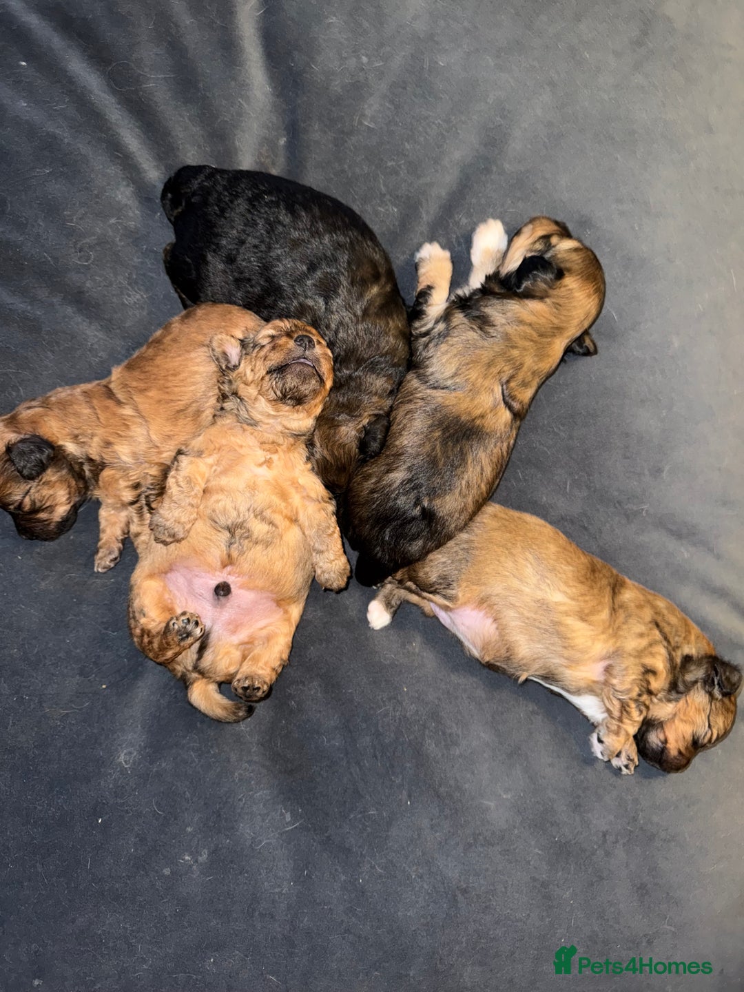 Maltipoo dogs for sale: **Beautiful chocolate/apricot Malitpoo pups**  - Advert 3