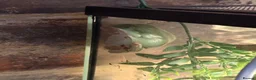 Frog reptiles for sale: 4 whites tree frogs and full set up for sale  - Advert 3