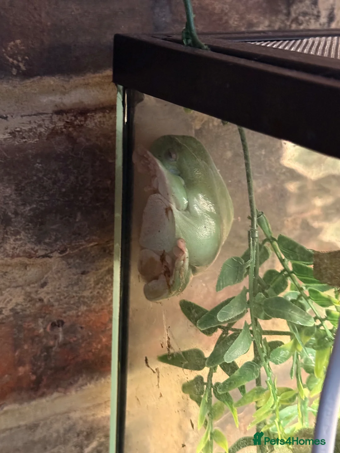 Frog reptiles for sale: 4 whites tree frogs and full set up for sale  - Advert 3