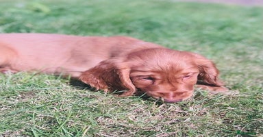 Cocker Spaniel dogs - Advert 2