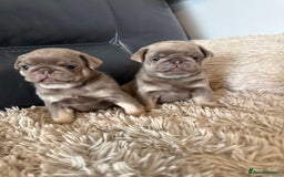 Pug dogs for sale: Stunning litter lilac tans and lilac tan pandas - Image 24