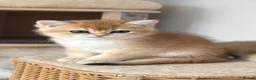 British Shorthair cats for sale: Exception quality,Champion bloodlines GCCF/TICA  - Advert 2
