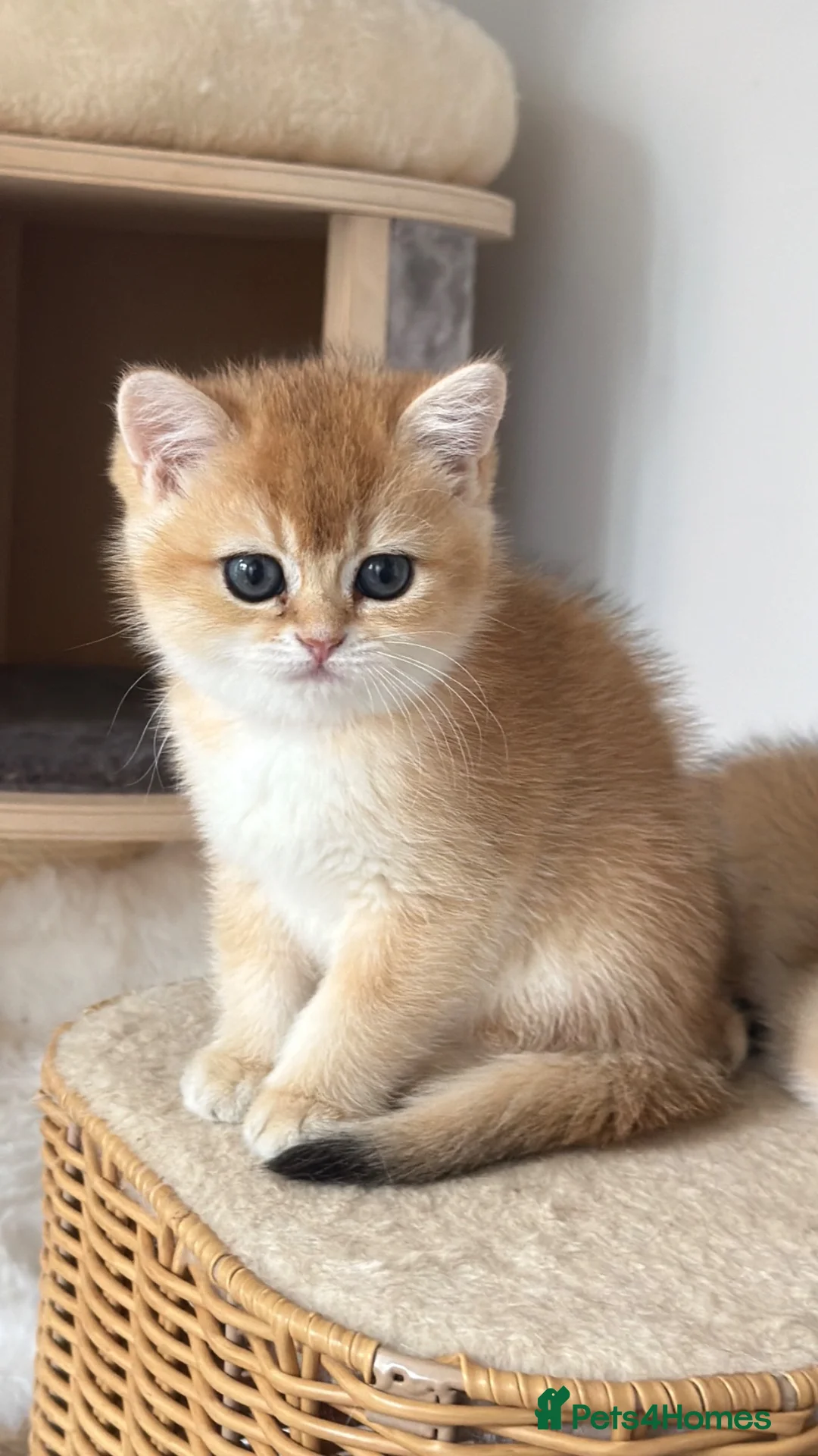 British Shorthair cats for sale: Exception quality,Champion bloodlines GCCF/TICA  - Advert 2