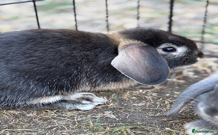 Mini Lop rabbits - Advert 15