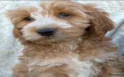 Cockapoo dogs for sale: F1 Cockapoo puppies  - Image 2