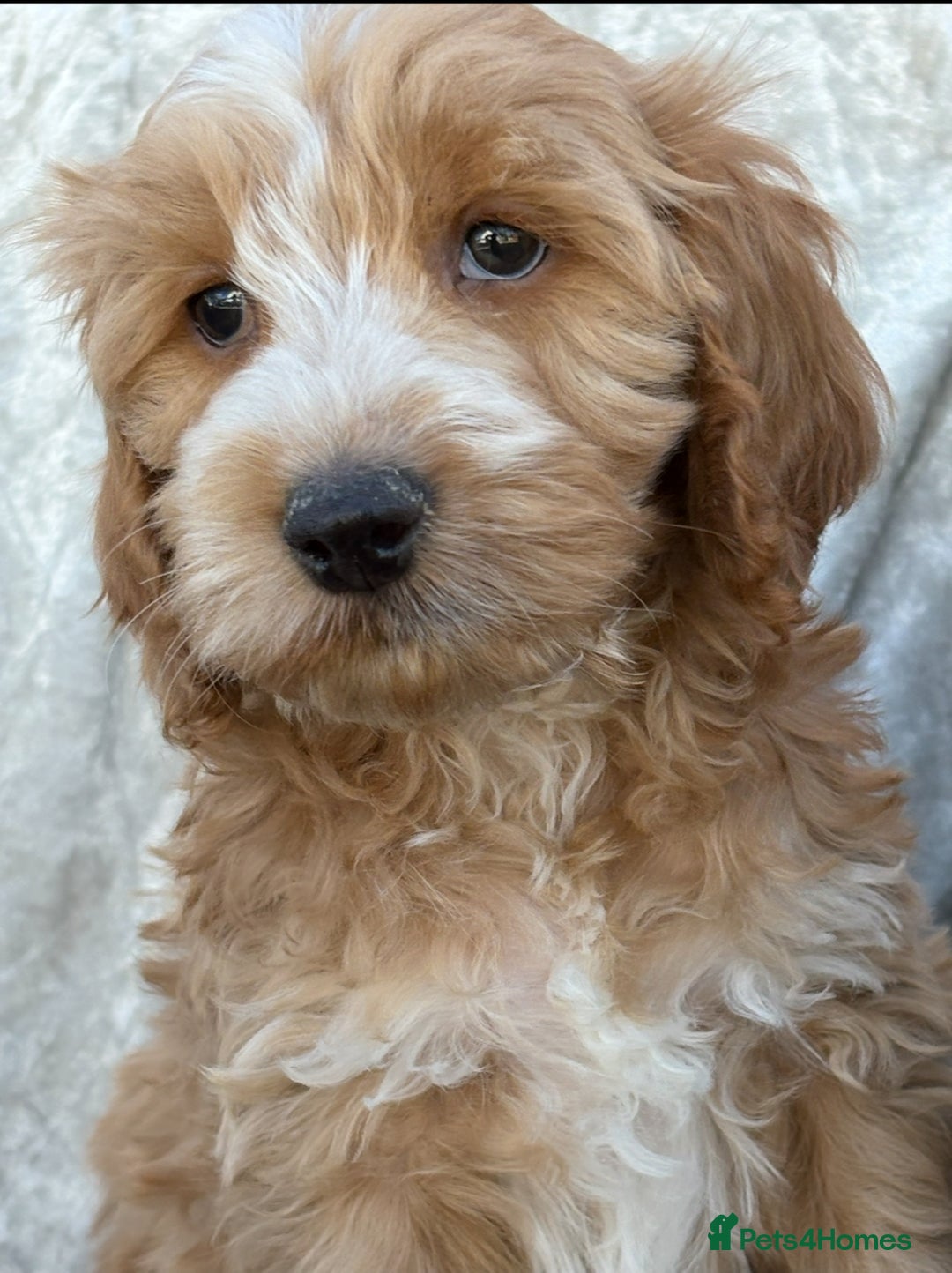 Cockapoo dogs for sale: F1 Cockapoo puppies  - Image 2