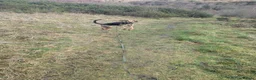 Bloodhound dogs for sale: Loving Bloodhound looking for an active home in Pontypridd - Advert 5