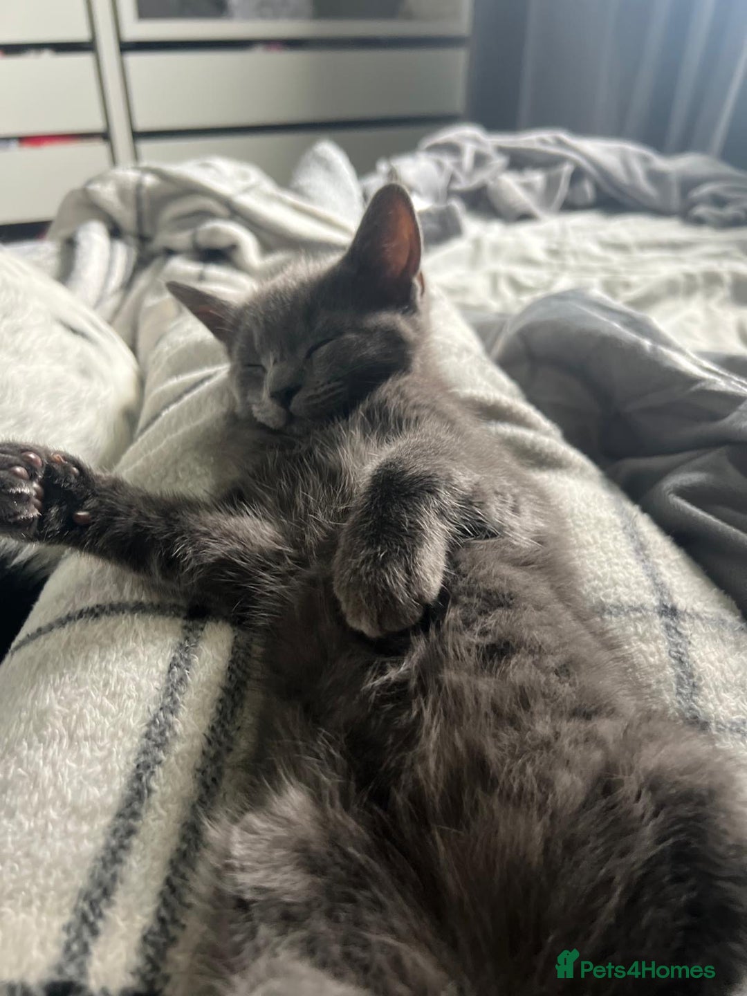 Russian Blue cats for sale: Russian blue boy cross bengal grey - Image 7