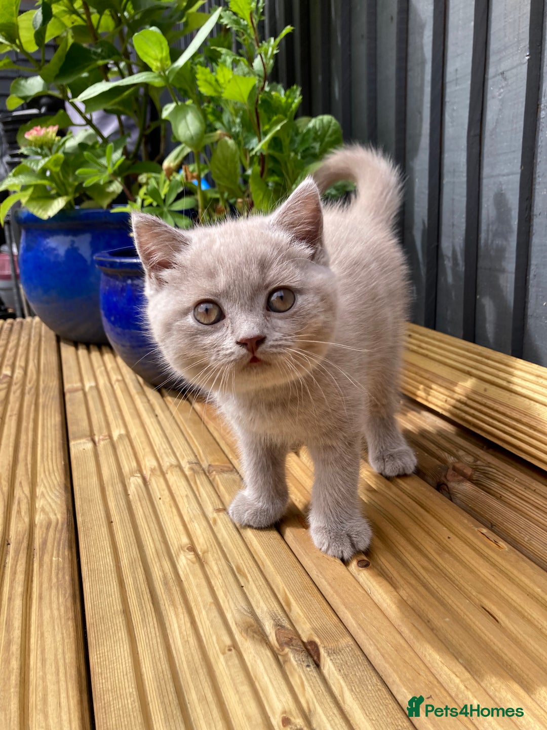British Shorthair cats for sale: READY TO LEAVE Champion bloodline pedigree kittens - Image 29