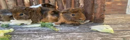 Guinea Pig rodents for sale: Abyssinian/ long-haired babies - Advert 14