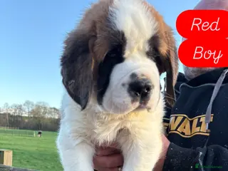 Saint Bernard dogs READY TO LEAVE TODAY - Advert 4