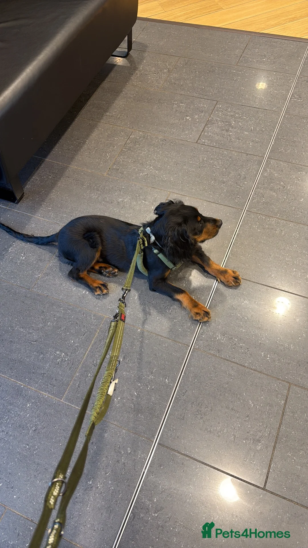 Cocker Spaniel dogs for sale: Gorgeous cocker puppy  in Morpeth - Advert 2
