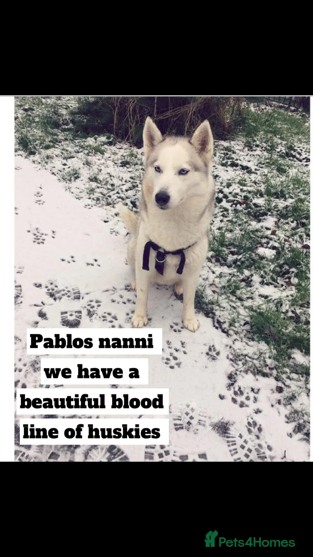 Siberian Husky dogs for stud: Pablo  in Birmingham - Advert 10