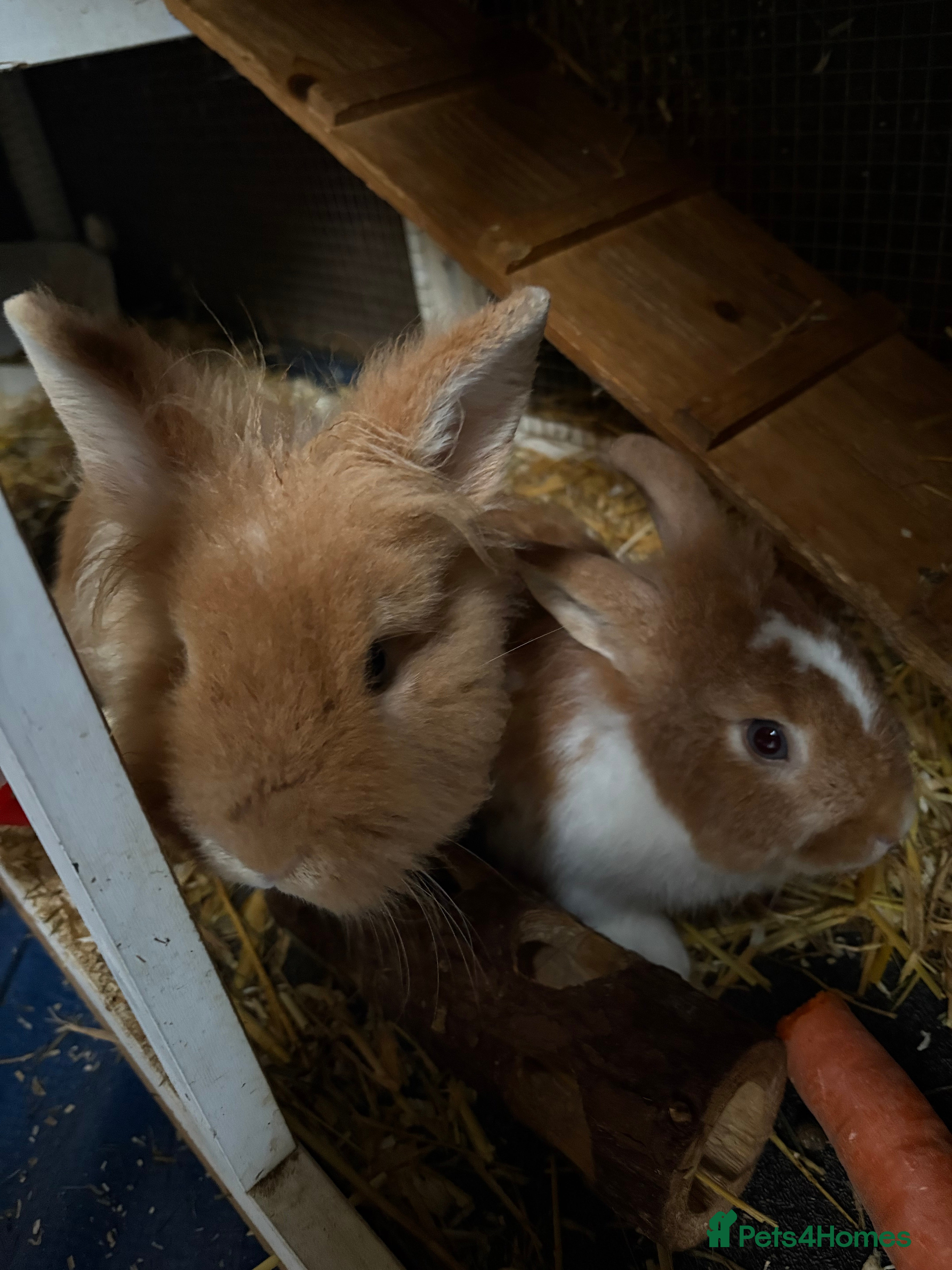 Lionhead rabbits Two male lionhead rabbits and cage - Advert 8