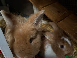 Lionhead rabbits Two male lionhead rabbits and cage - Advert 3