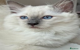 Ragdoll cats for sale: LAST ONE! Adorable Pedigree Ragdoll Kittens 🐾 in Coventry - Image 1