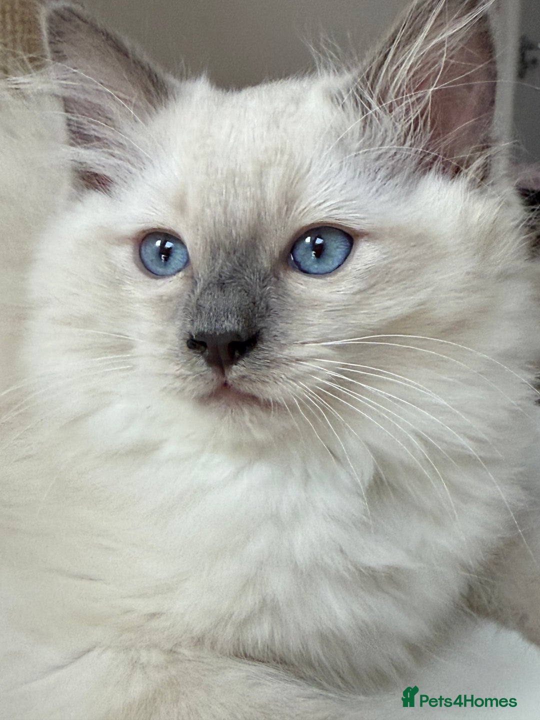 Ragdoll cats for sale: LAST ONE! Adorable Pedigree Ragdoll Kittens 🐾 in Coventry - Image 1