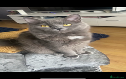 Mixed Breed cats for sale: Gorgeous male fluffs  - Image 8
