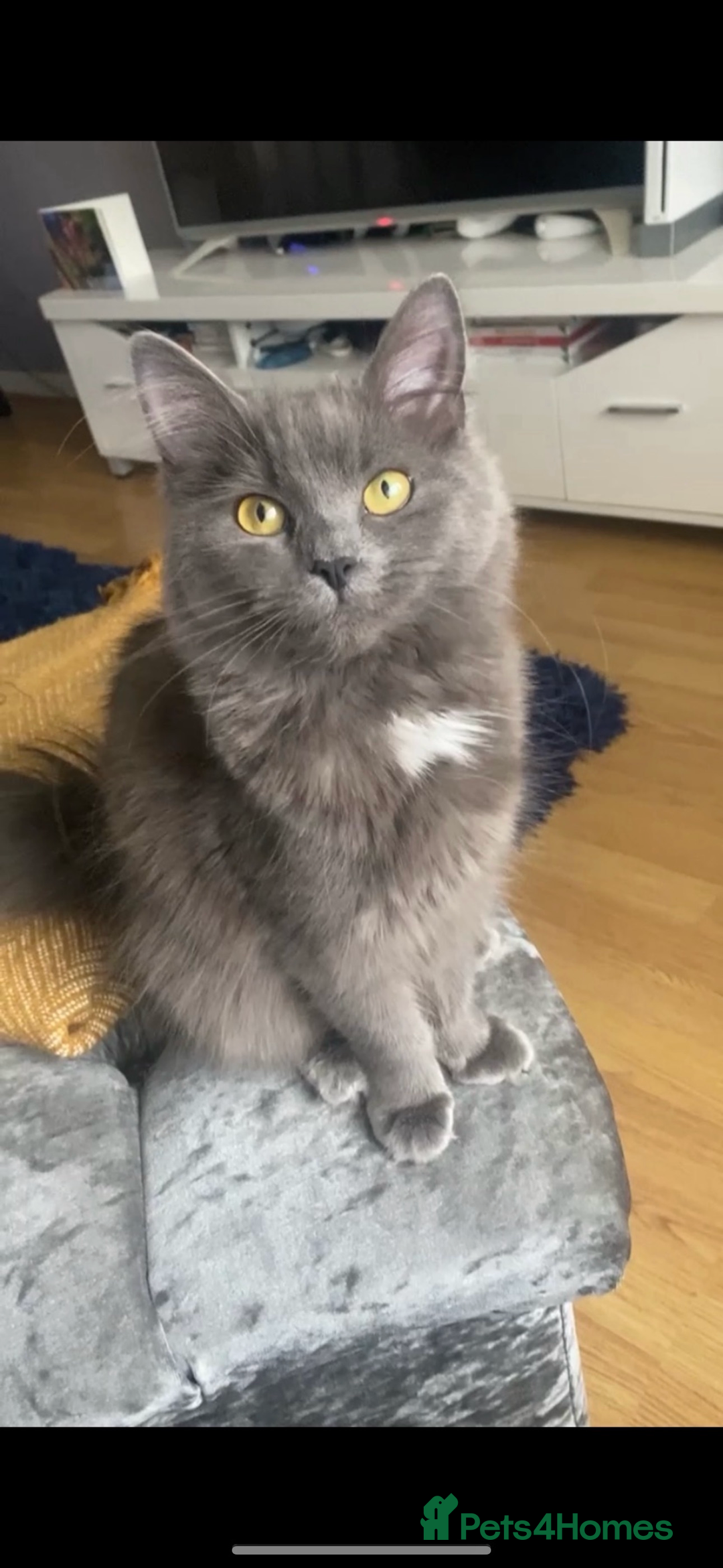 Mixed Breed cats for sale: Gorgeous male fluffs  - Image 8