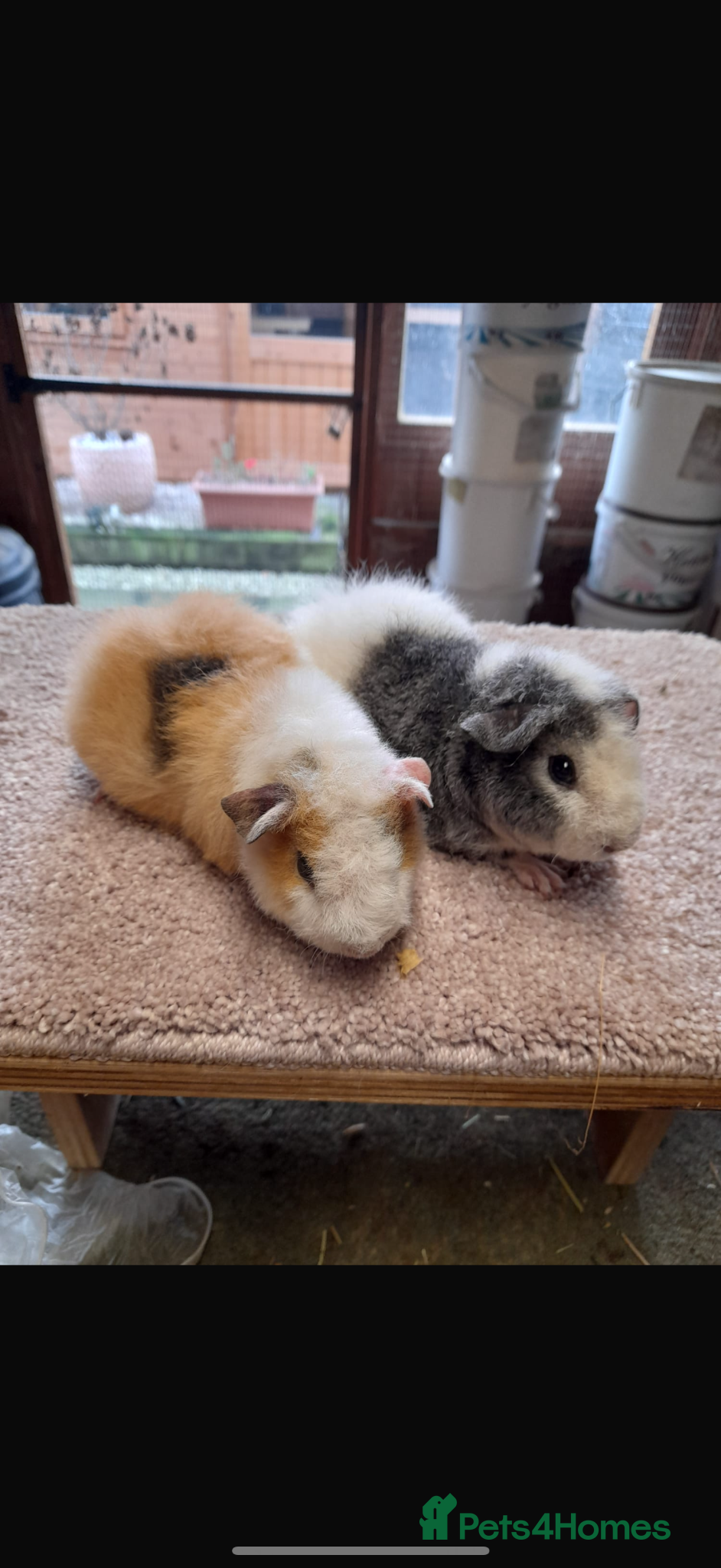 Guinea Pig rodents 2 female Americans teddy bear guinea pigs - Advert 1