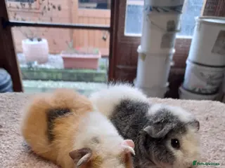 Guinea Pig rodents 2 female Americans teddy bear guinea pigs - Advert 1