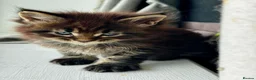Maine Coon cats for sale: GCCF/TICA Blue/Black Maine Coon Kittens - Advert 4