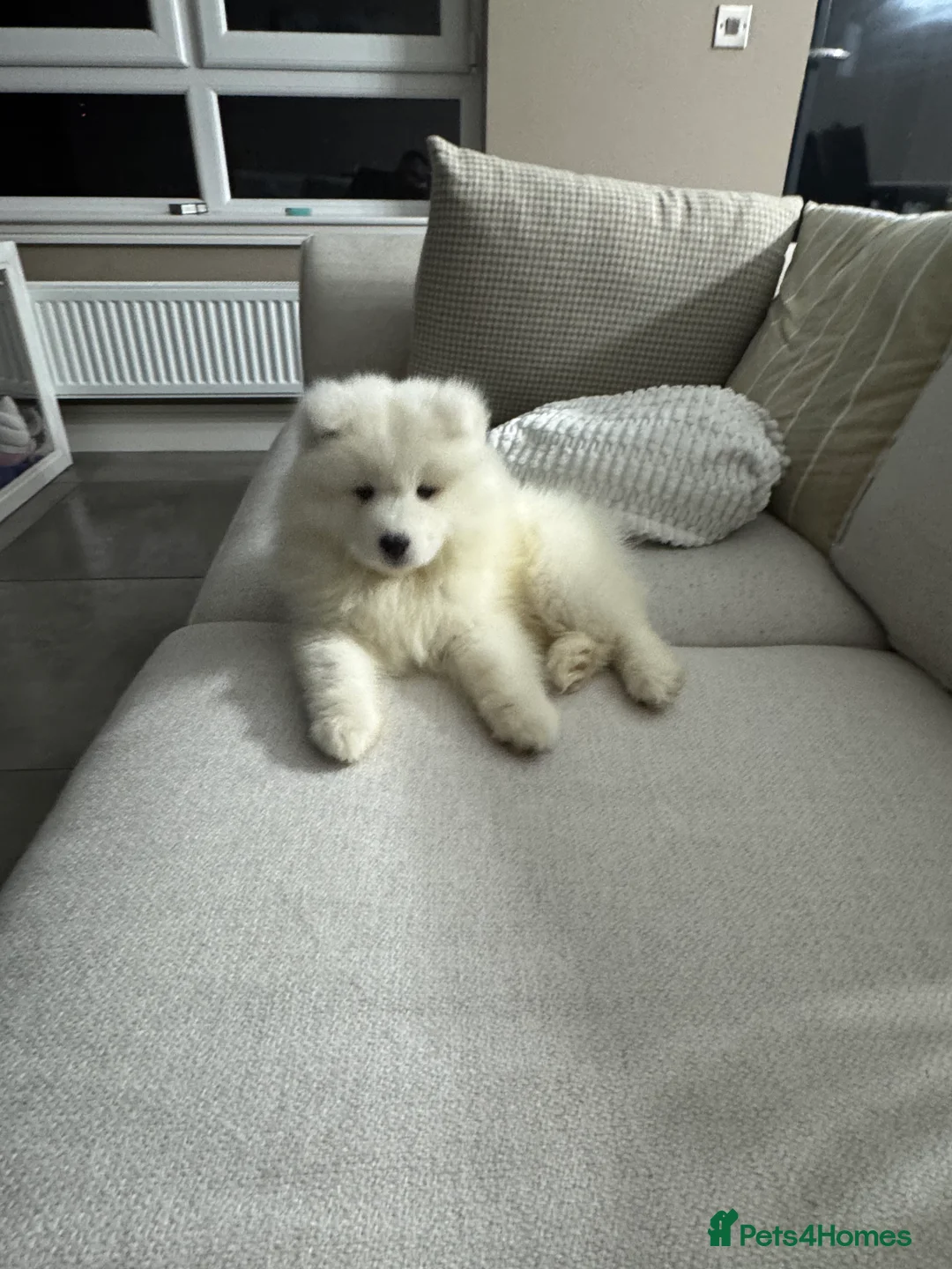 Samoyed dogs for sale: 9 week old Samoyed Female  - Advert 4