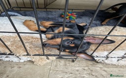 Miniature Pinscher dogs for sale: Beautiful miniature pinscher puppies  in Liverpool - Image 7