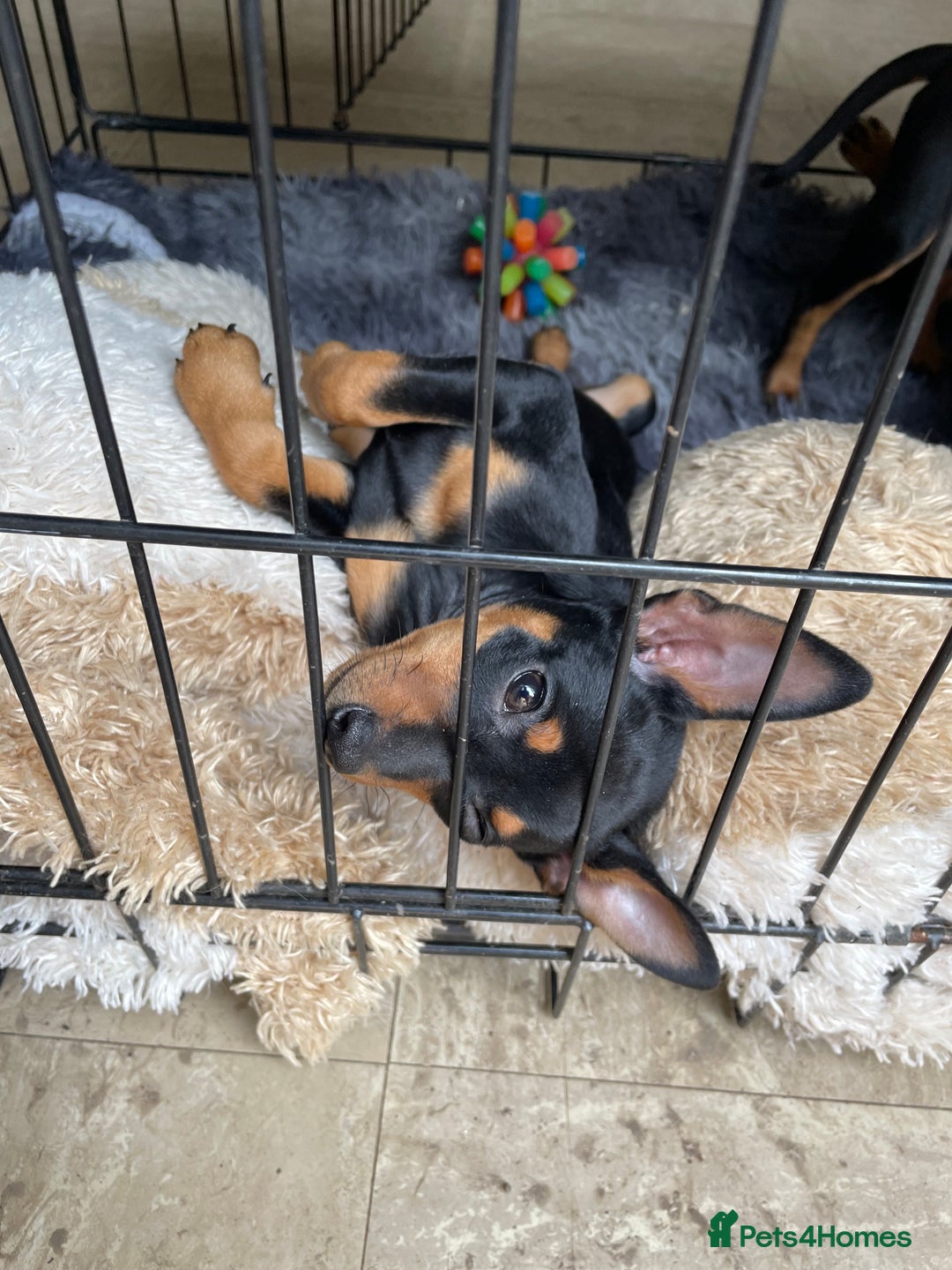 Miniature Pinscher dogs for sale: Beautiful miniature pinscher puppies  in Liverpool - Image 7