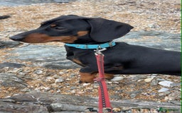 Miniature Dachshund dogs for sale: Miniature Dachshund, “Chip”  - Image 3