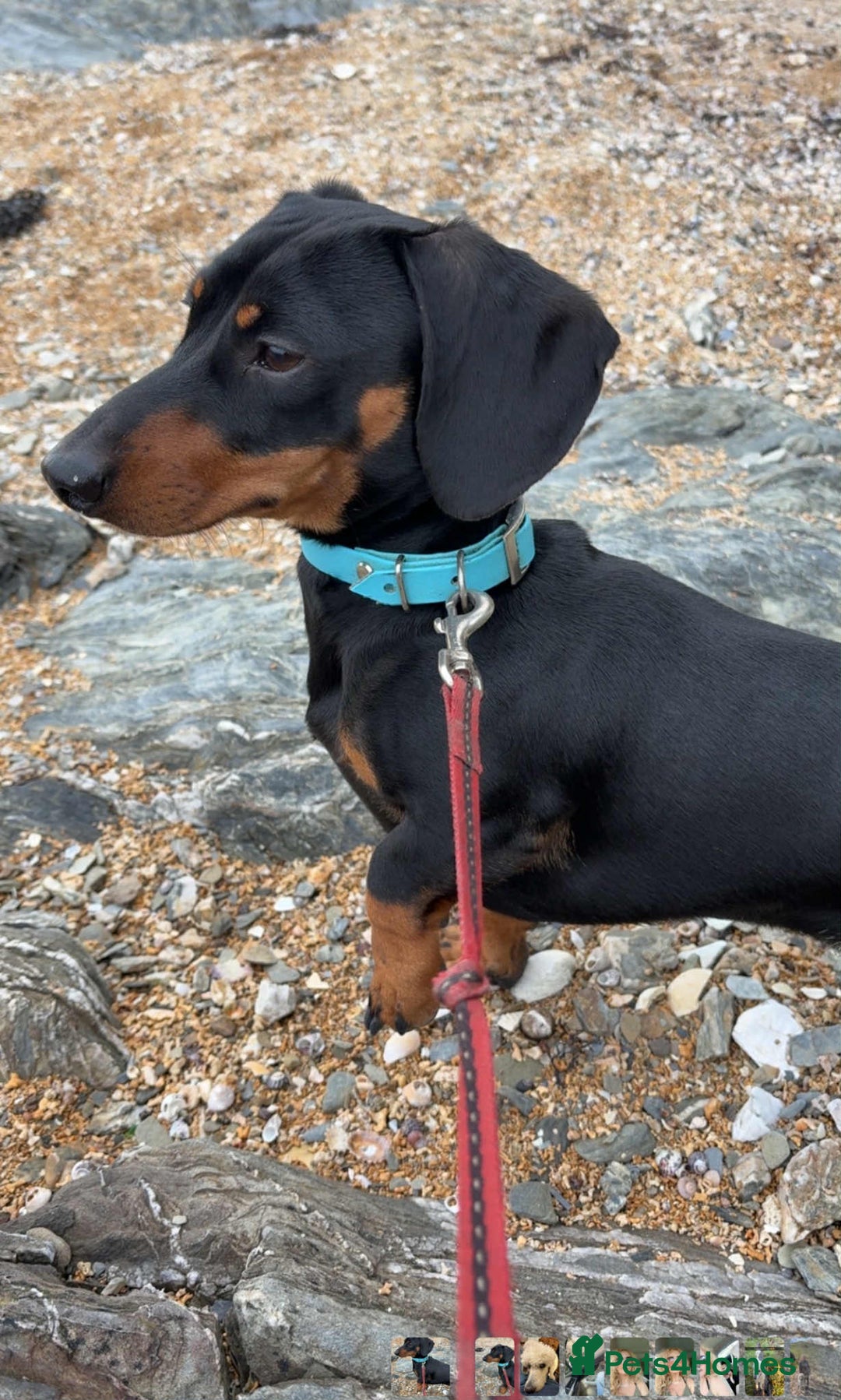 Miniature Dachshund dogs for sale: Miniature Dachshund, “Chip”  - Image 3
