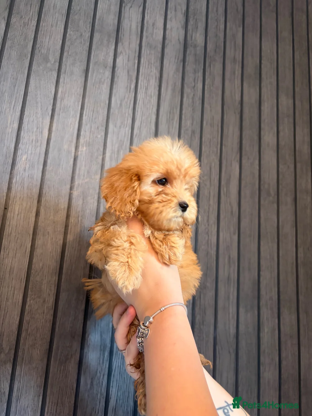 Cockapoo dogs for sale: Cockapoo puppies - Advert 27