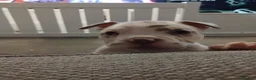 English Bulldog dogs for sale: English bulldog puppys in Coalville - Advert 5
