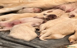 Golden Retriever dogs for sale: Golden retriever puppies - Image 2