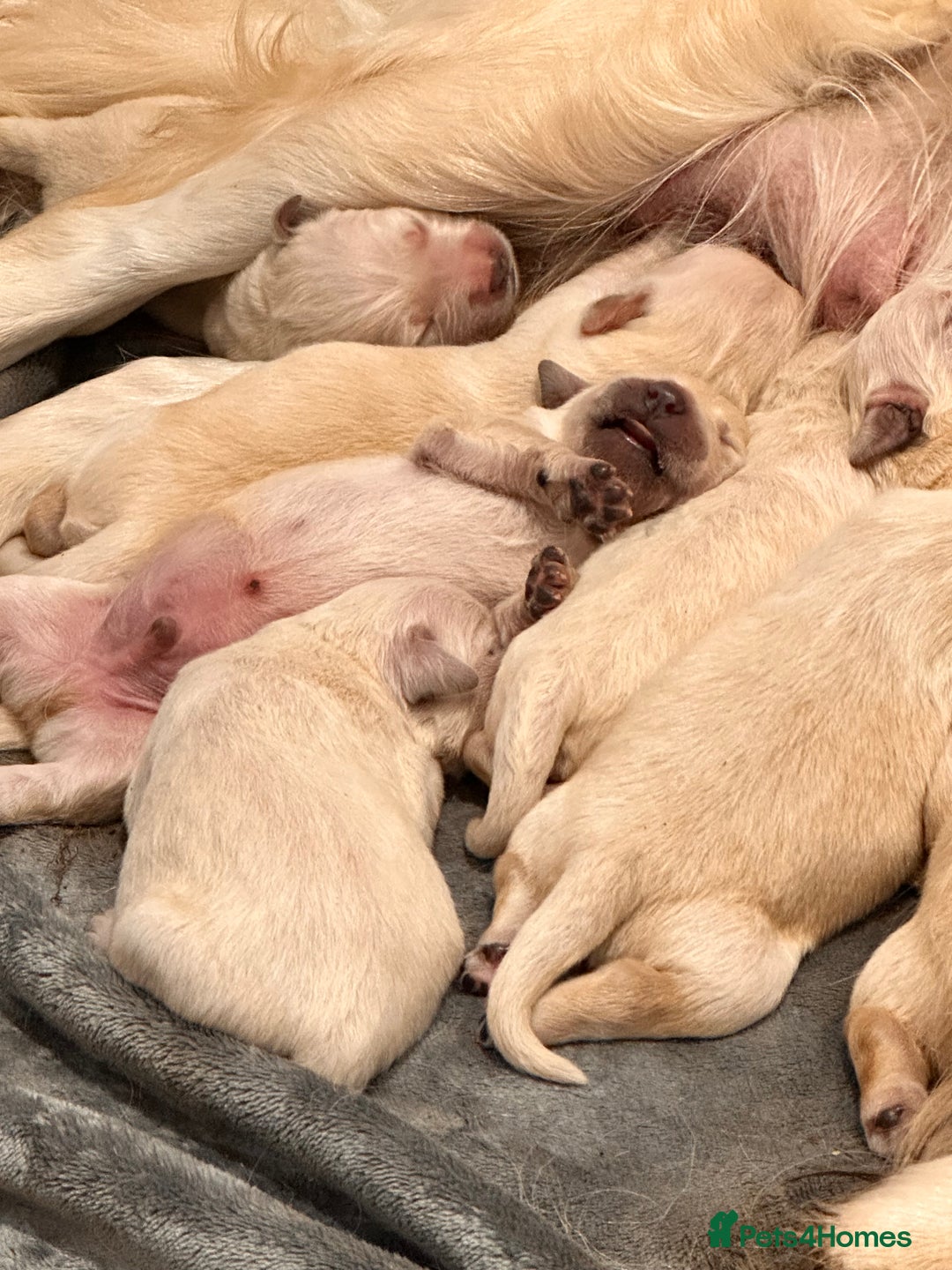 Golden Retriever dogs for sale: Golden retriever puppies - Image 2