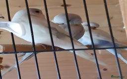 Budgerigars birds for sale: Beautiful baby budgies ready for rehoming - Image 13