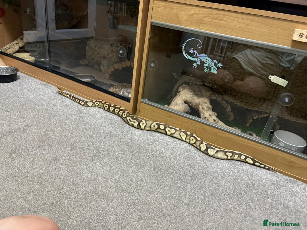 Python Snake reptiles for sale: Male royal python - Image 5