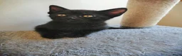 Mixed Breed cats for sale: Kittens  - Advert 6