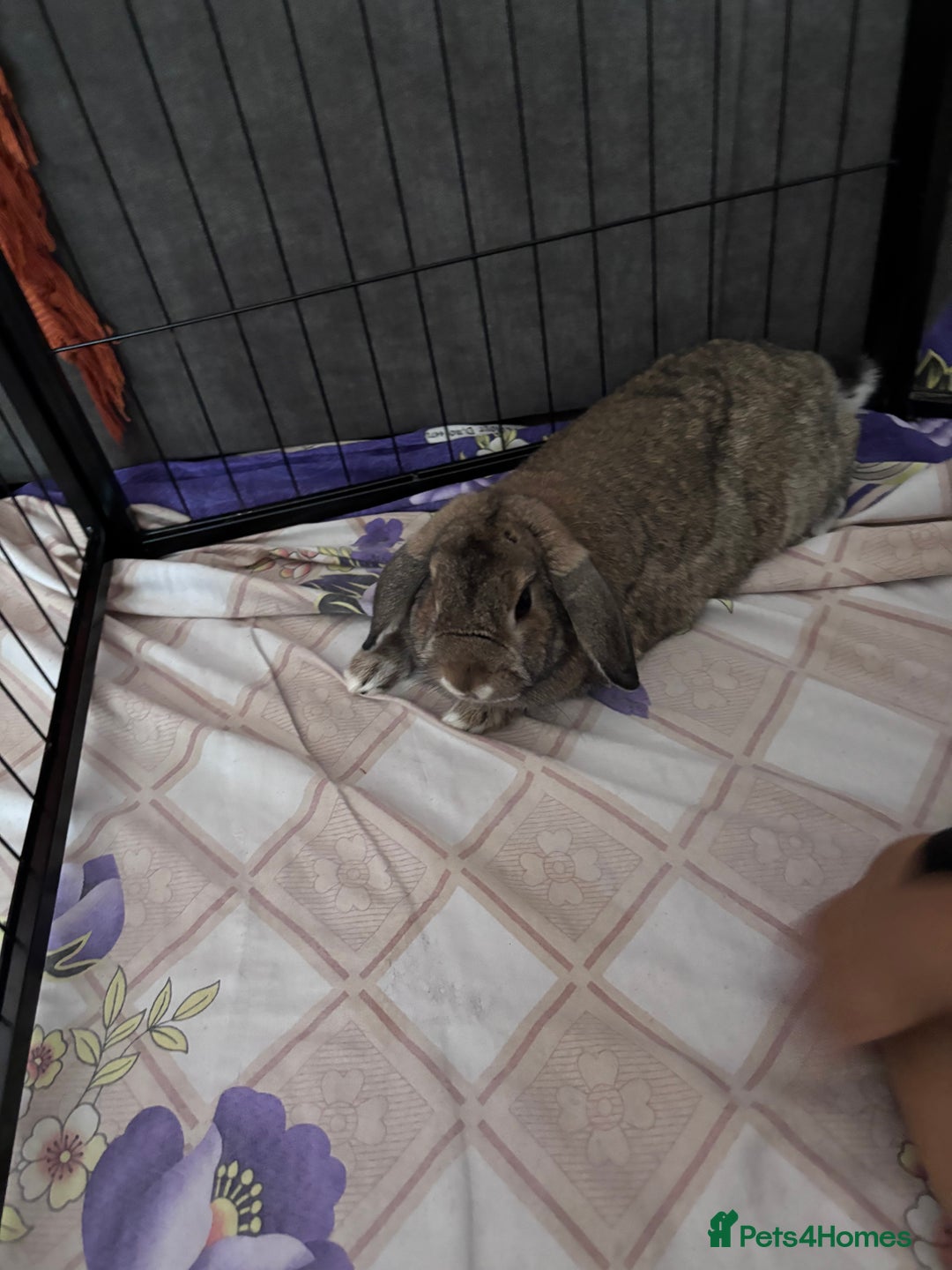 Dwarf Lop rabbits for sale: Bonded, Neutered, brother and sister dwarf lop  - Advert 4