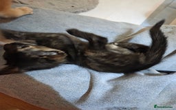 Siamese cats for sale: Beautiful GCCF registered Siamese kittens  - Image 15