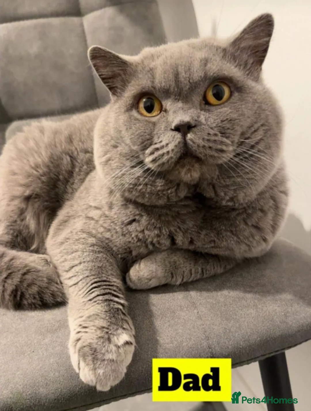 British Shorthair cats for sale: gorgeous British Shorthair kittens - Advert 15