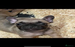 French Bulldog dogs for sale: French bulldog puppies for sale  - Image 3