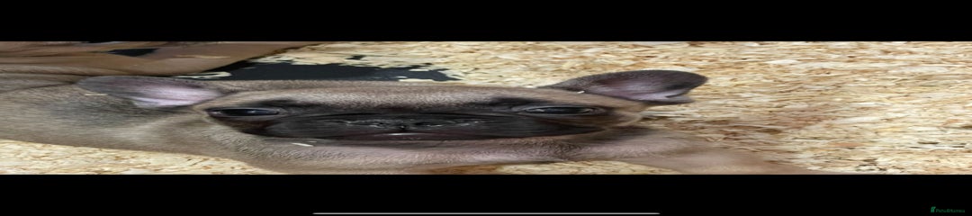 French Bulldog Puppy 2