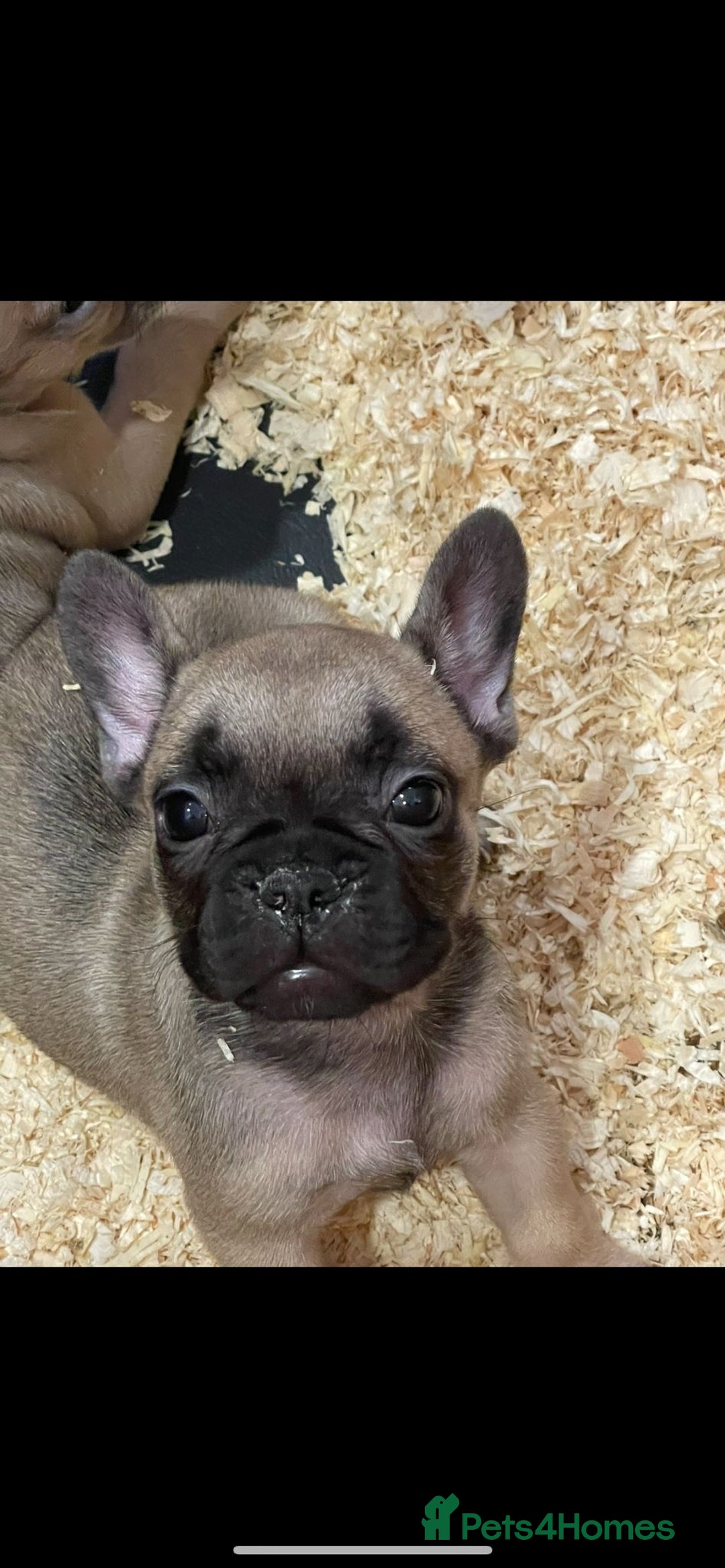 French Bulldog dogs for sale: French bulldog puppies for sale  - Image 3