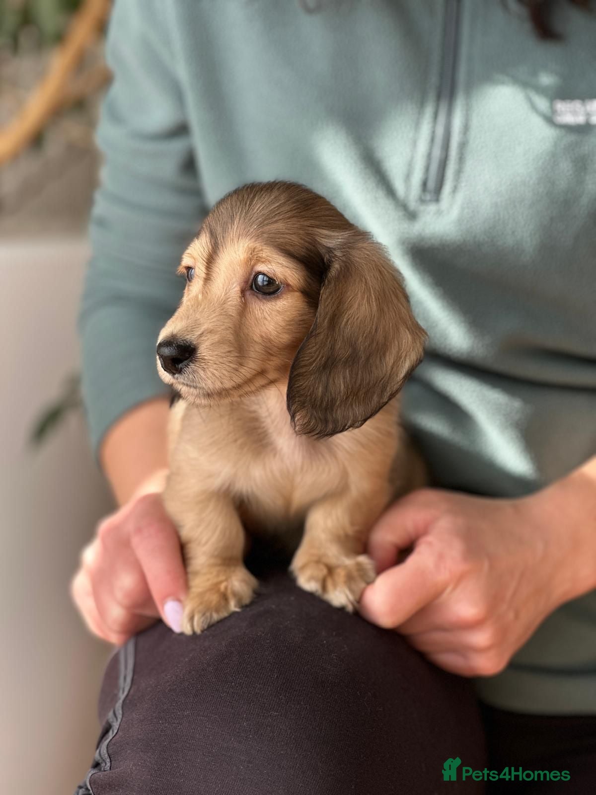 Miniature Dachshund dogs Miniature longhaired dachshund to pet home - Advert 8