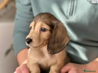 Miniature Dachshund dogs Miniature longhaired dachshund to pet home - Advert 8