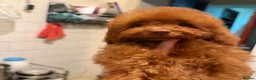 Toy Poodle dogs for sale: True toy Asian Poodle Puppies - Advert 13