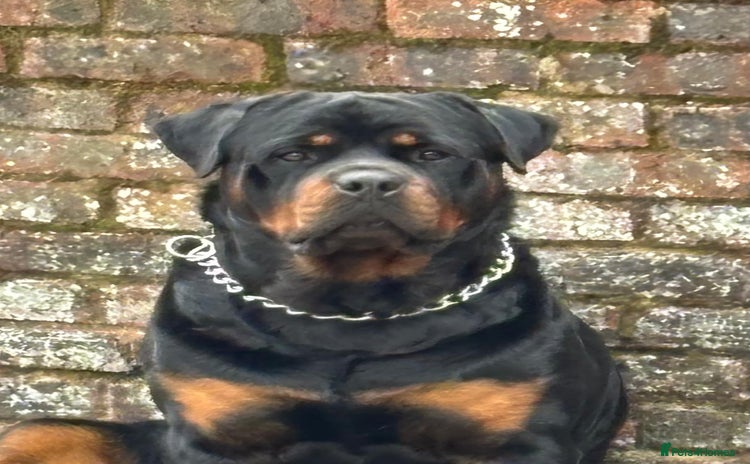 Rottweiler dogs - Advert 2