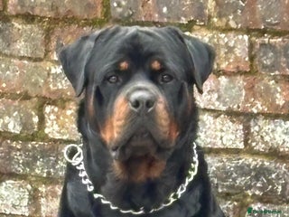 Rottweiler dogs - Advert 31